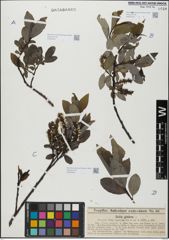 Foto von Salix glabra Scop.